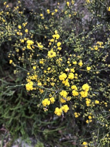 Acacia spinescens (Acacia spinescens)