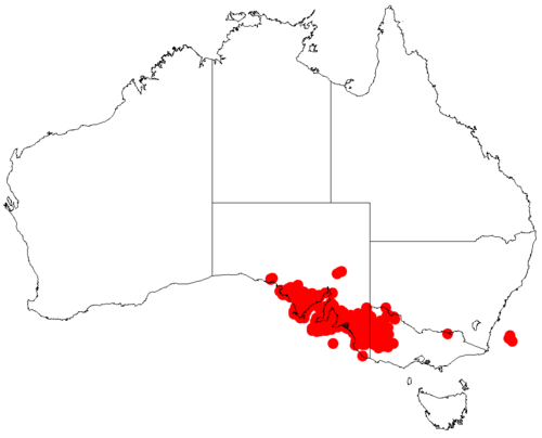 Acacia spinescens: Acacia spinescens occurrence data from Australasian Virtual Herbarium downloaded from https://doi.org/10.26197/5c06138894b on December 8 2018