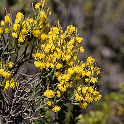 Acacia spinescens: Acacia spinescens near Inneston