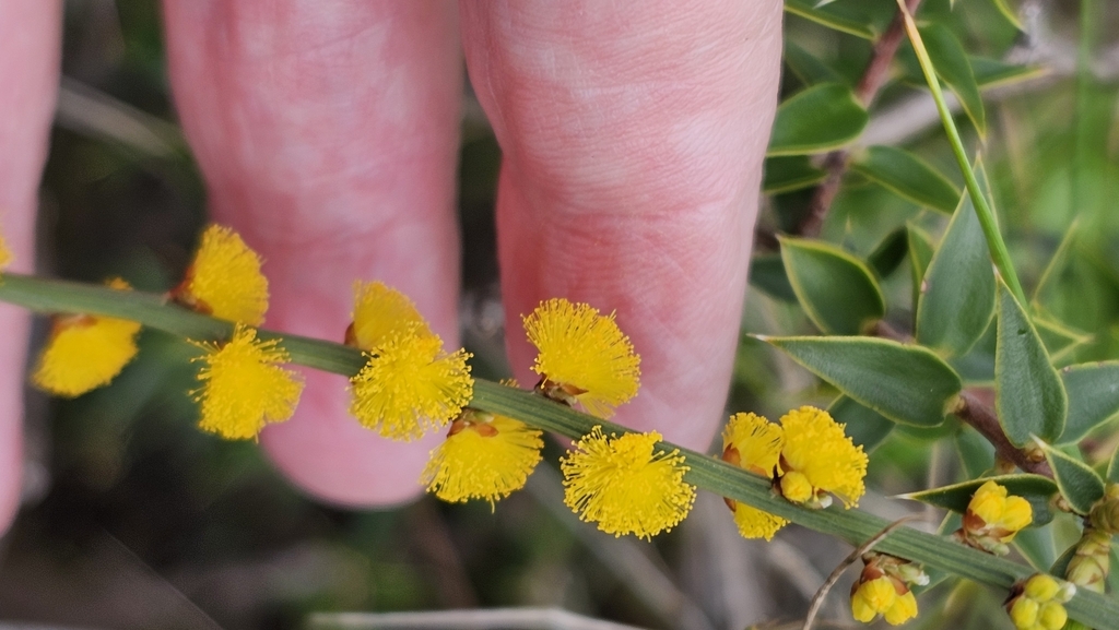 Acacia spinescens (Acacia spinescens)