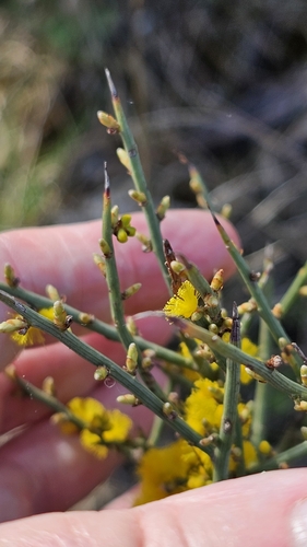 Acacia spinescens (Acacia spinescens)