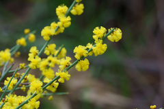 Acacia spinescens (Acacia spinescens)
