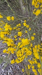 Acacia spinescens (Acacia spinescens)