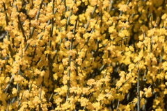 Acacia spinescens (Acacia spinescens)