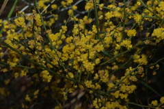 Acacia spinescens (Acacia spinescens)