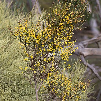 Acacia spinescens: Acacia spinescens habit in Scott Conservation Park