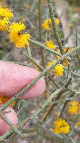 Acacia spinescens (Acacia spinescens)
