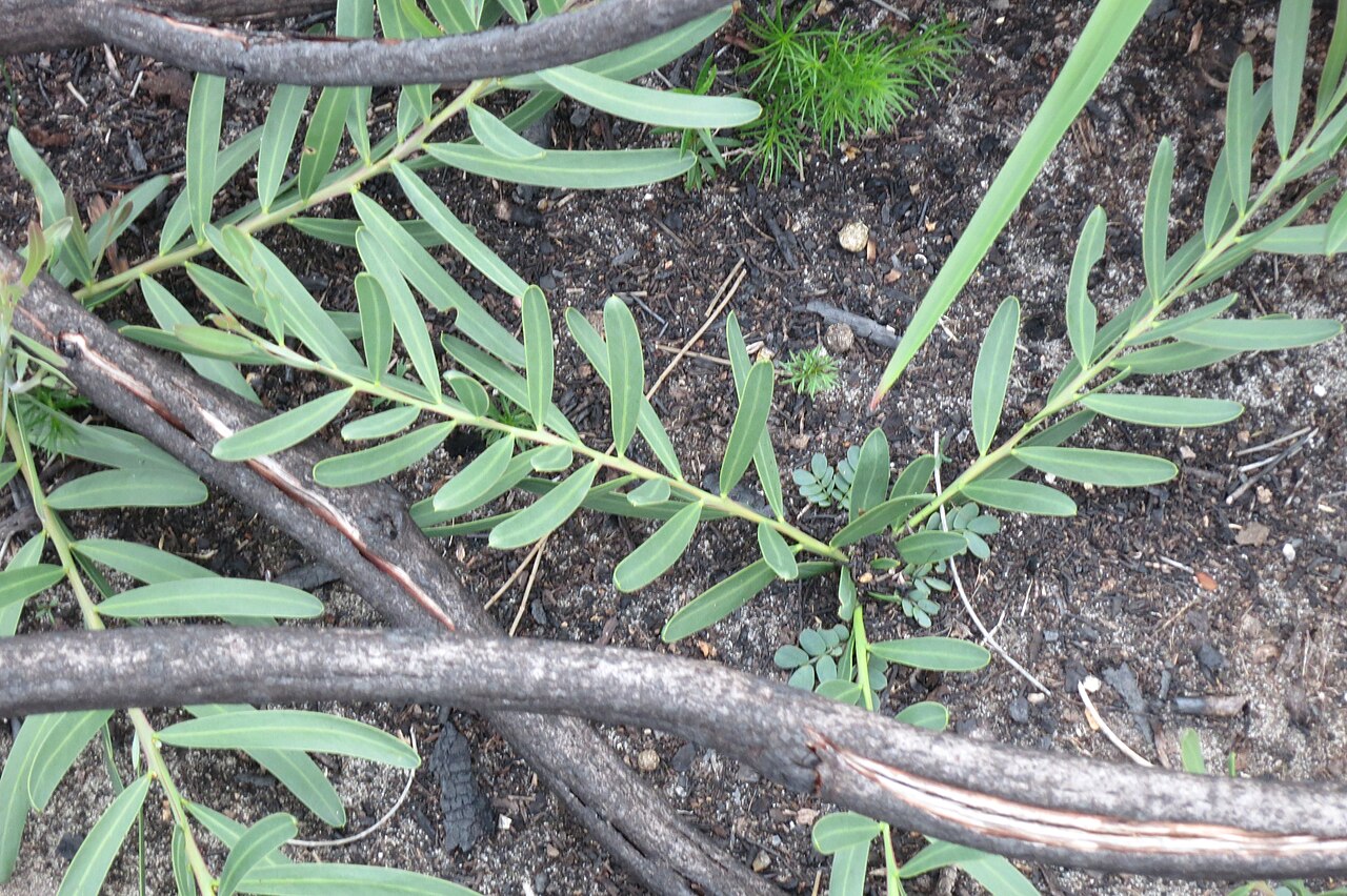 Sweet acacia: Acacia suaveolens , Barrenjoey Headland, NSW. Showing juvenile true leaves together with phyllodes. Regrowth after fire