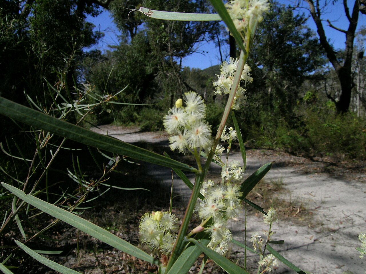 Sweet acacia: Prostrate to erect shrub 0.3–2.5 m tall and with smooth, purplish brown or light green bark. Phyllodes are narrowly oblanceolate or very narrowly elliptic to li