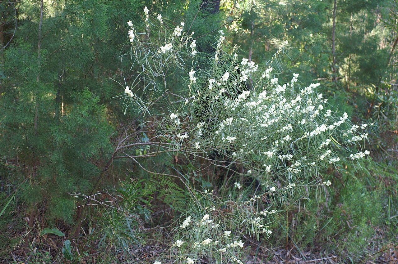 Sweet acacia: Prostrate to erect shrub 0.3–2.5 m tall and with smooth, purplish brown or light green bark. Phyllodes are narrowly oblanceolate or very narrowly elliptic to li