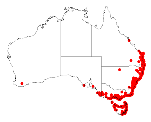 Sweet acacia: Acacia suaveolens occurrence data from Australasian Virtual Herbarium downloaded from https://doi.org/10.26197/5c06138894b on December 8 2018