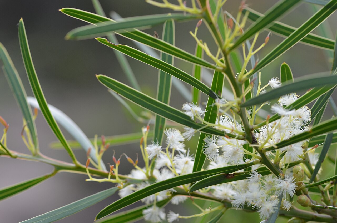 Sweet acacia: Acacia suaveolens , Barrenjoey Lighthouse track, Palm Beach, Sydney , New South Wales