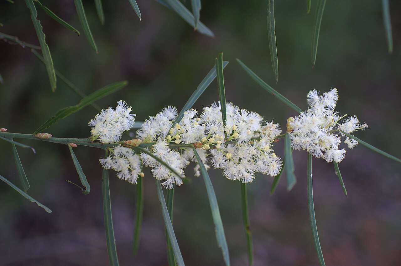 Sweet acacia: Prostrate to erect shrub 0.3–2.5 m tall and with smooth, purplish brown or light green bark. Phyllodes are narrowly oblanceolate or very narrowly elliptic to li