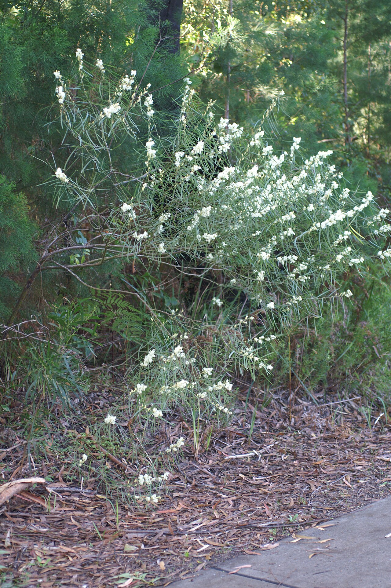 Sweet acacia: Prostrate to erect shrub 0.3–2.5 m tall and with smooth, purplish brown or light green bark. Phyllodes are narrowly oblanceolate or very narrowly elliptic to li