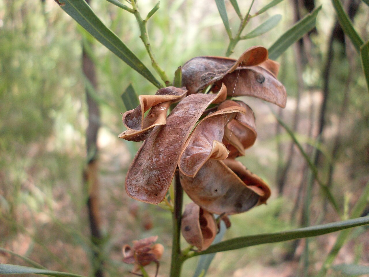 Sweet acacia: The seed pods remaining on this Sweet-scented wattle (Acacia suaveolens) have been re-fashioned to make a home for some little creature. Jannali NSW Australia,