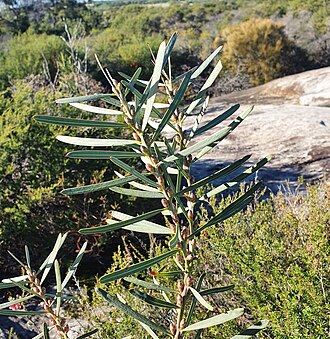 Sweet acacia: Acacia suaveolens habit on the Anzac Rifle Range, Malabar, New South Wales