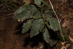 Acacia urophylla (Acacia urophylla)