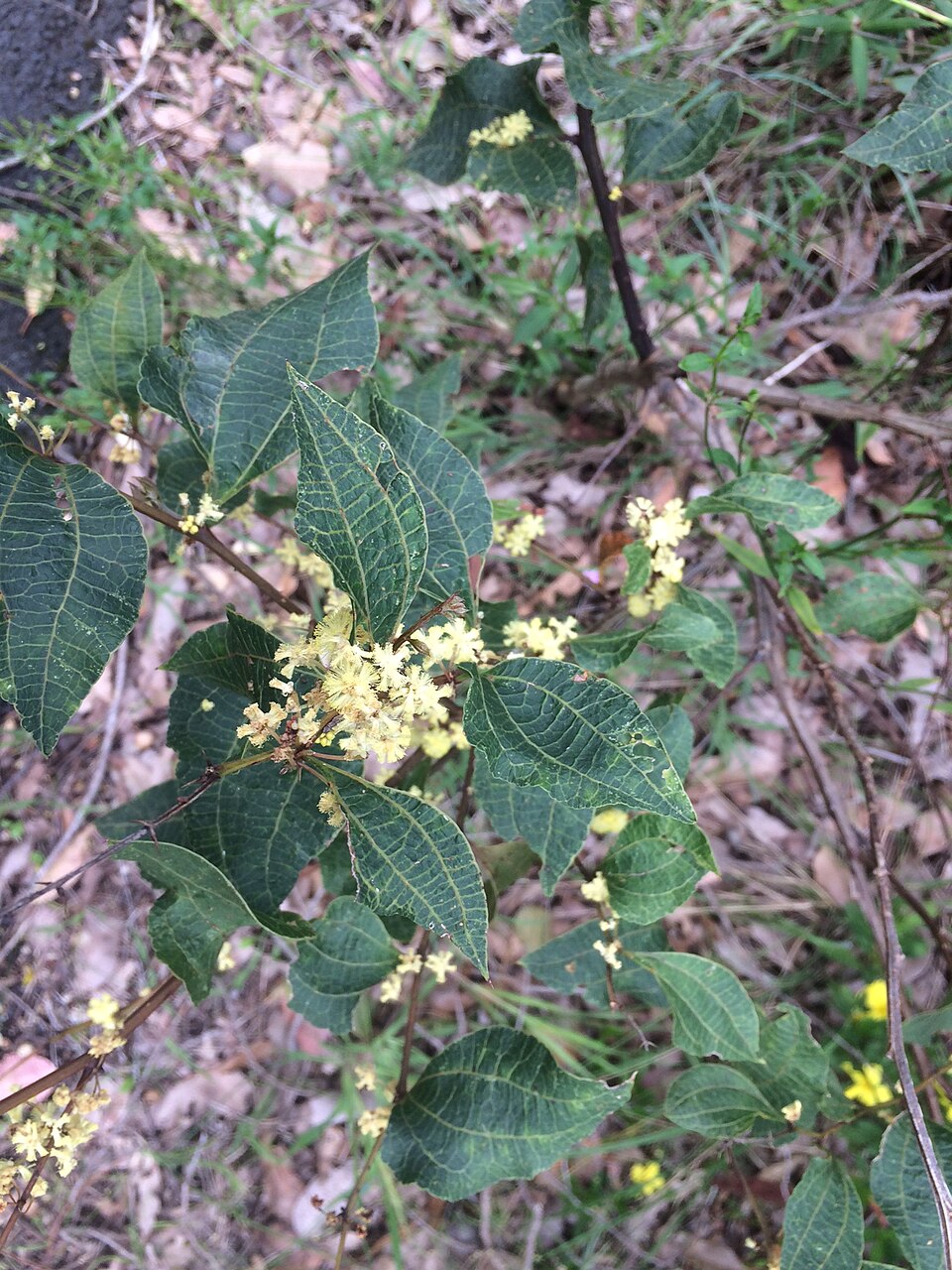 Acacia urophylla: Acacia urophylla foliage and flowers near Pemberton