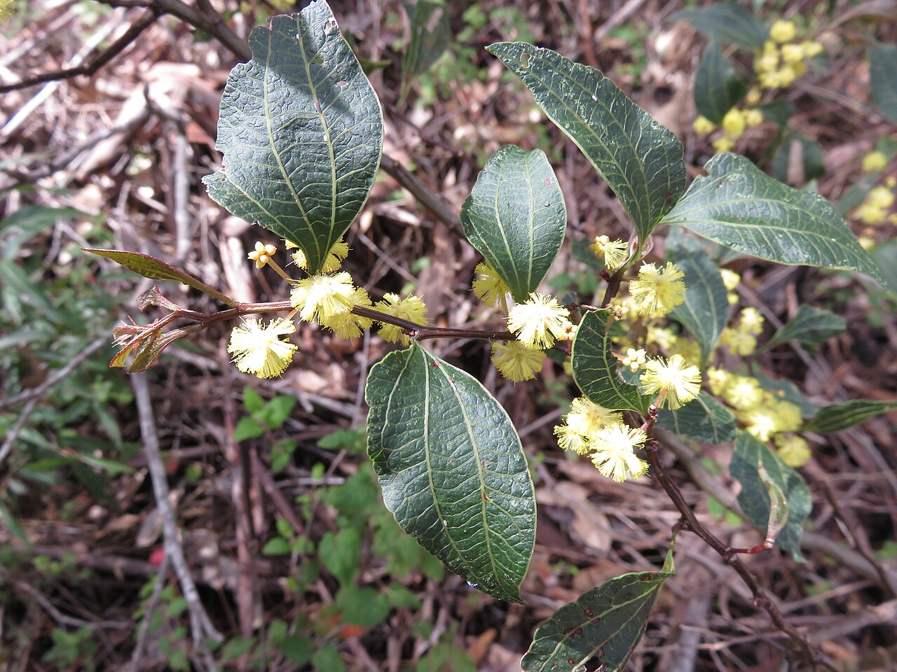 Acacia urophylla: Acacia urophylla