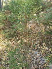Acacia urophylla (Acacia urophylla)
