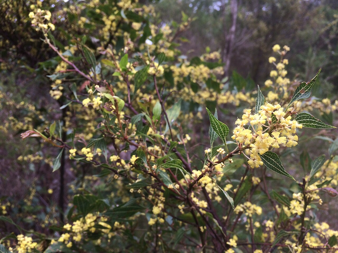 Acacia urophylla: Acacia urophylla foliage and flowers near Pemberton
