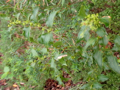 Acacia urophylla (Acacia urophylla)