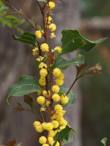 Acacia urophylla (Acacia urophylla)