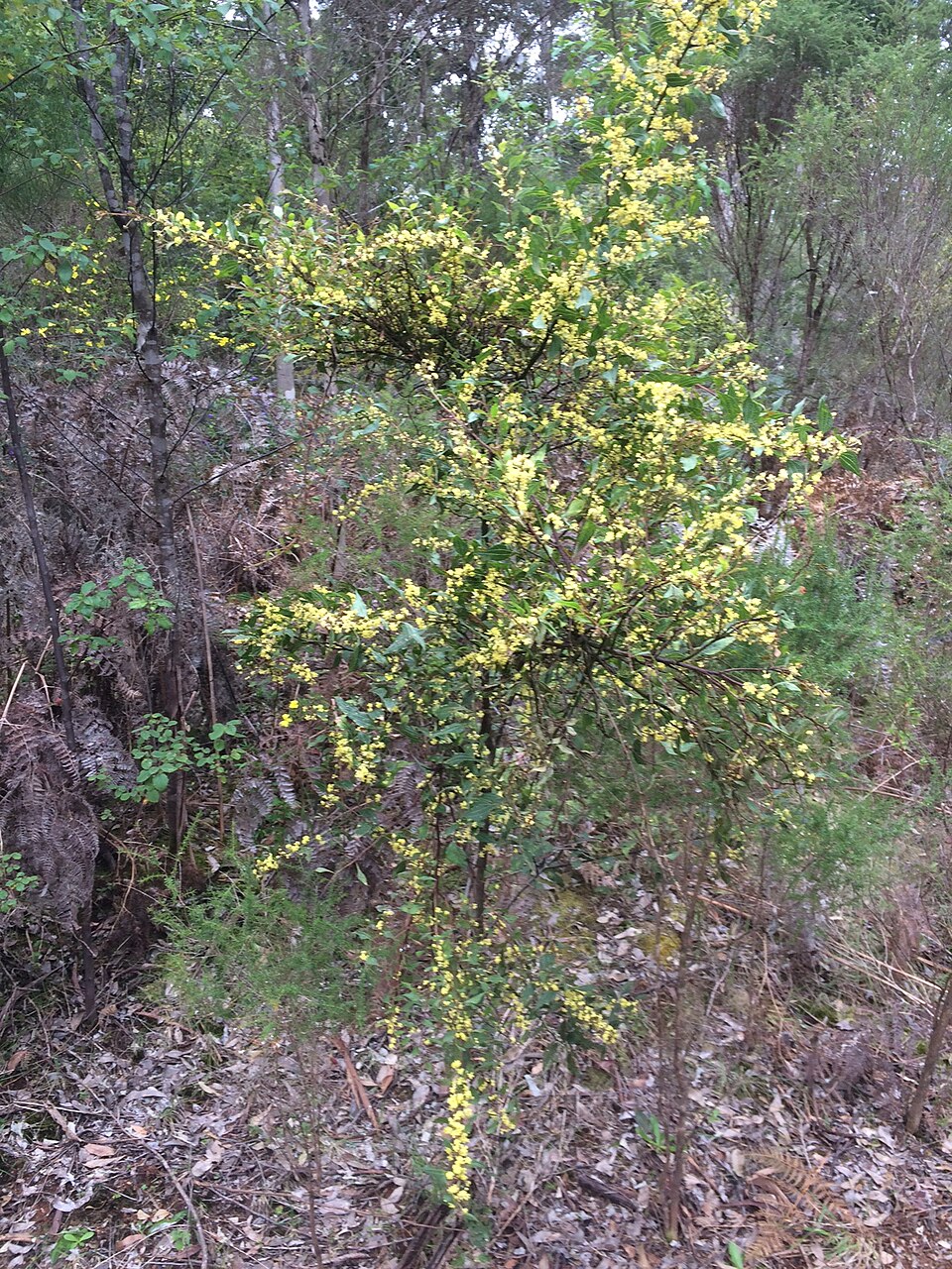 Acacia urophylla: Acacia urophylla habit near Pemberton