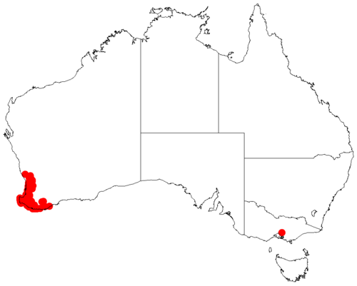 Acacia urophylla: Acacia urophylla occurrence data from Australasia Virtual Herbarium downloaded from https://doi.org/10.26197/5c0b1388984eb on 8 December 2018
