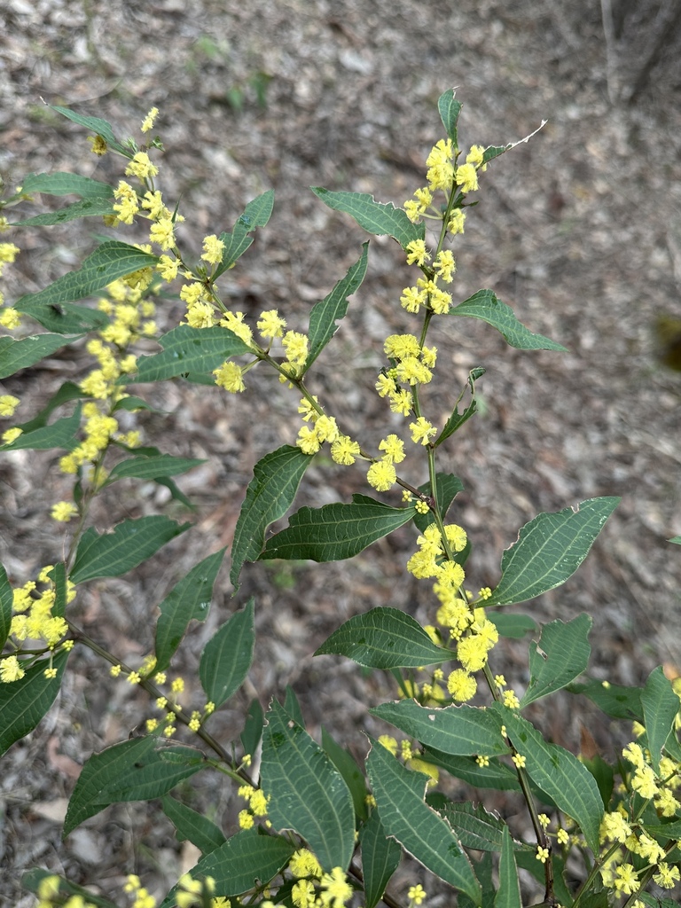 Acacia urophylla (Acacia urophylla)