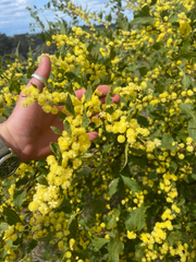 Acacia urophylla (Acacia urophylla)