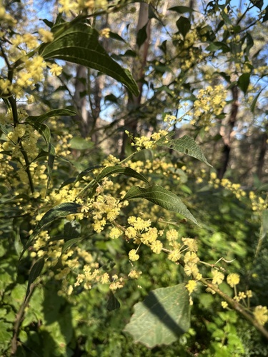 Acacia urophylla (Acacia urophylla)