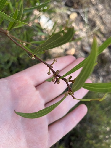 Acacia verniciflua (Acacia verniciflua)