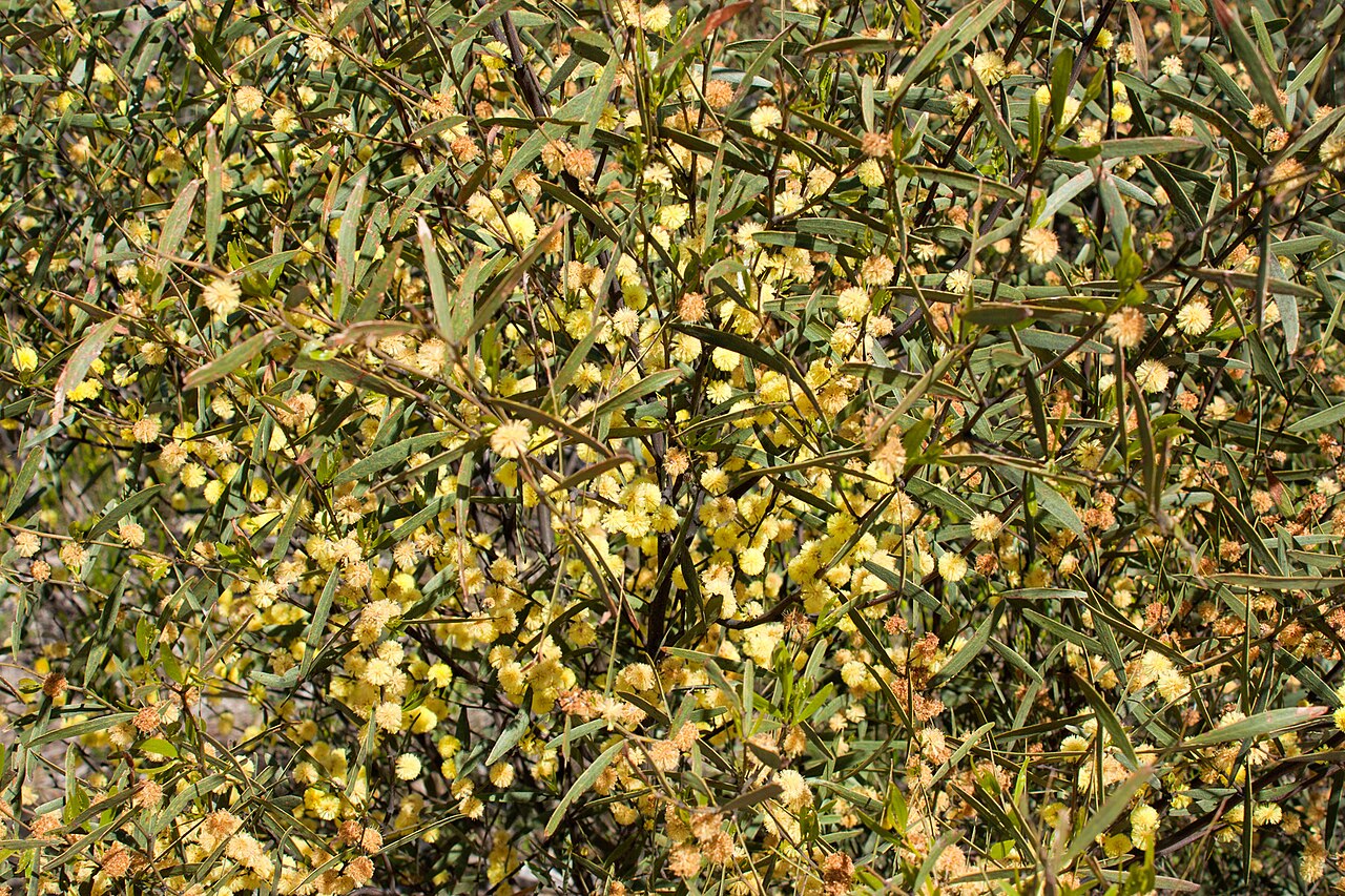 Acacia verniciflua: Acacia verniciflua (Varnish Wattle), Moora Track, Grampians National Park, Victoria Australia