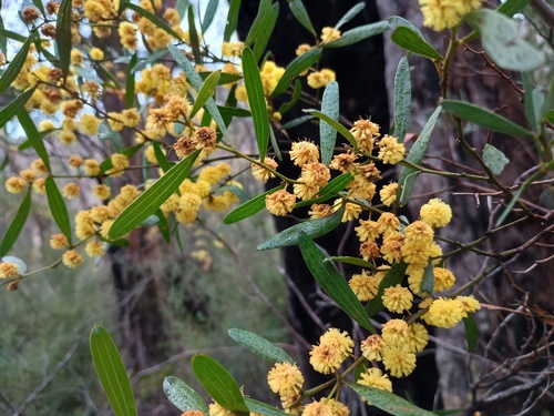 Acacia verniciflua (Acacia verniciflua)