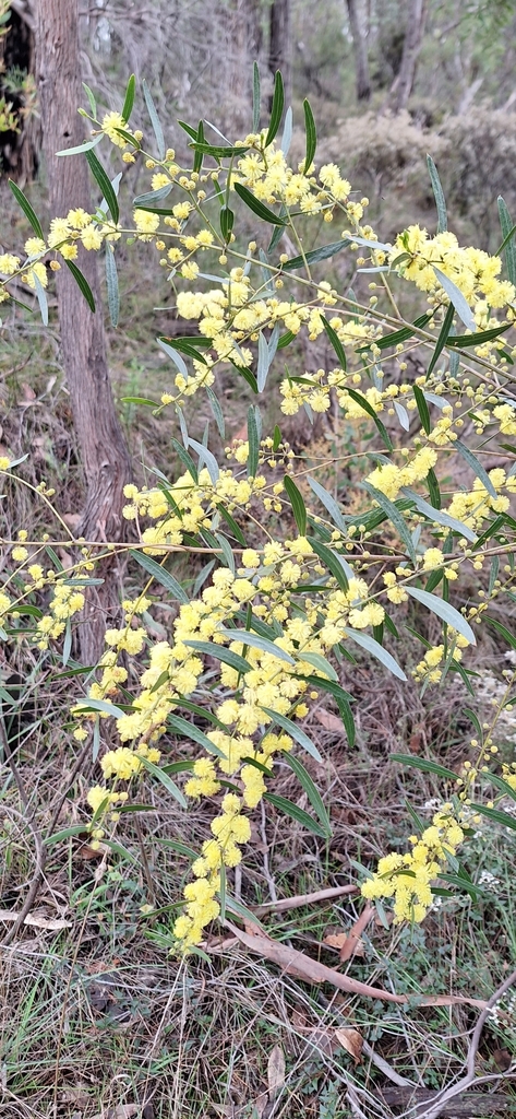 Acacia verniciflua (Acacia verniciflua)