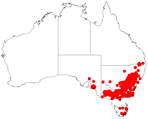 Acacia verniciflua: Acacia verniciflua occurrence data from Australasia Virtual Herbarium downloaded from https://doi.org/10.26197/5c0b1388984eb on 8 December 2018
