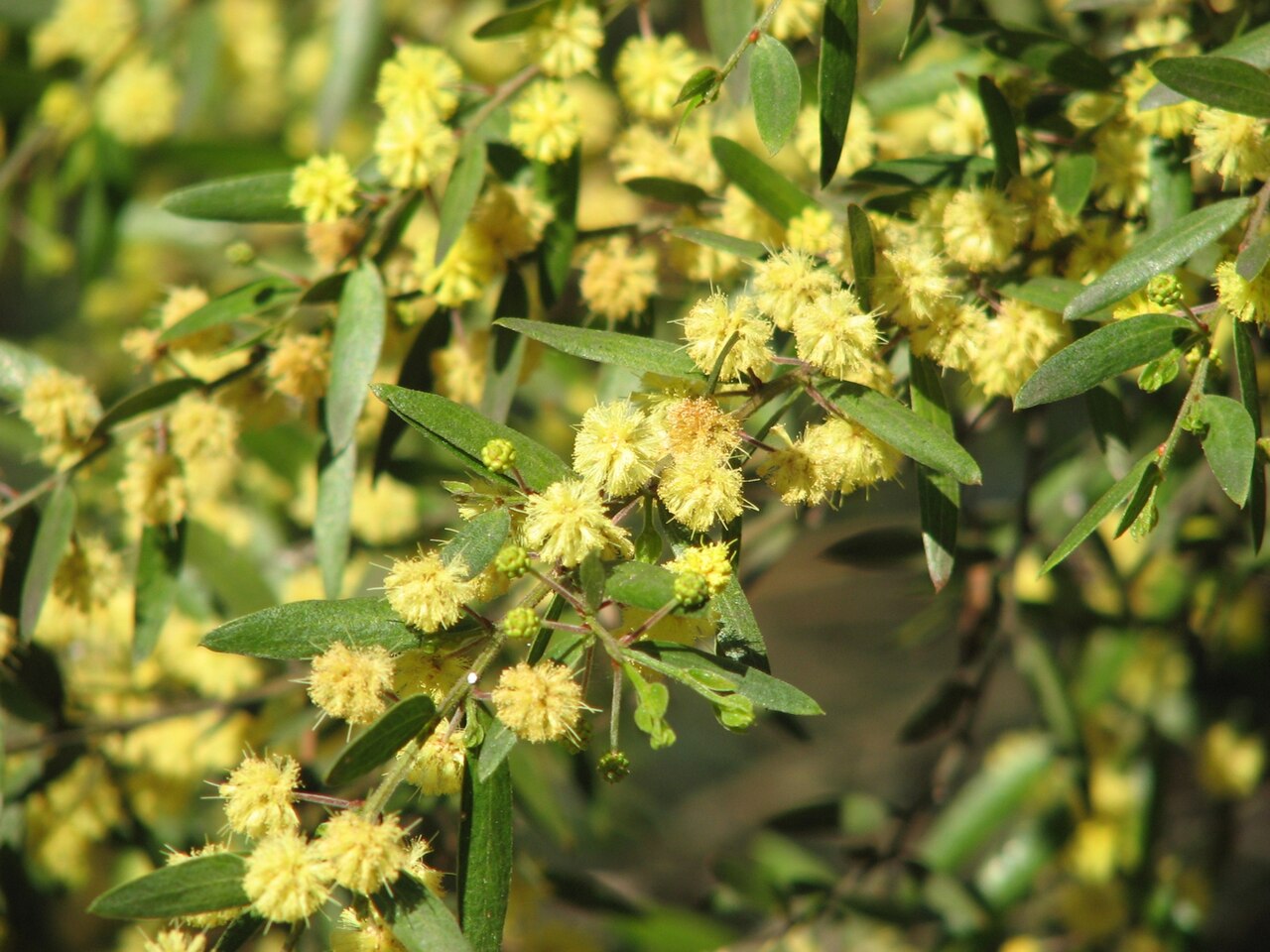 Acacia verniciflua: Acacia verniciflua (cultivated, labelled), Maranoa Gardens, Balwyn, Victoria, Australia