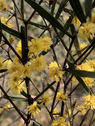 Acacia verniciflua (Acacia verniciflua)