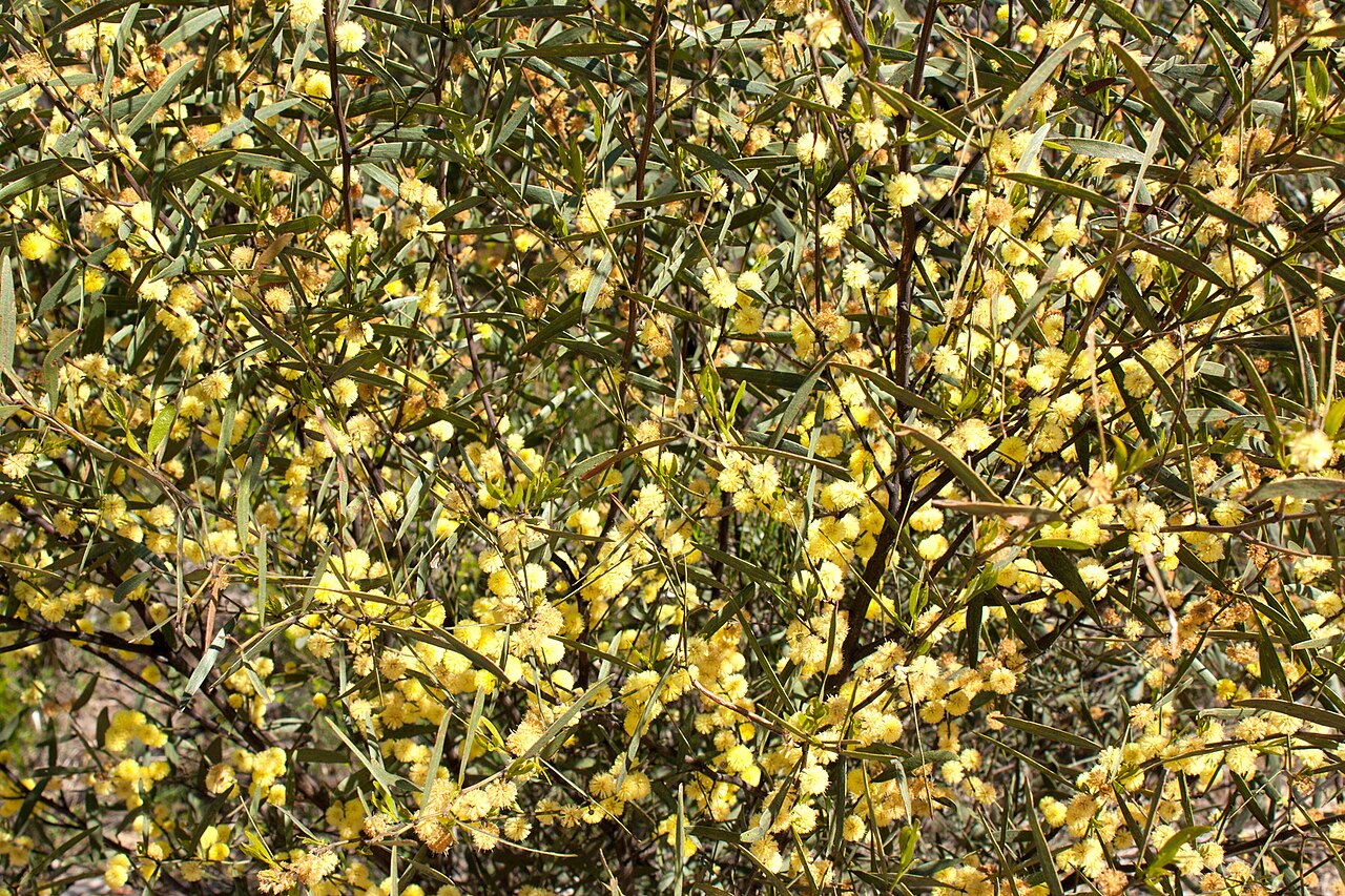 Acacia verniciflua: Acacia verniciflua (Varnish Wattle), Moora Track, Grampians National Park, Victoria Australia