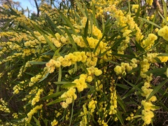 Acacia verniciflua (Acacia verniciflua)