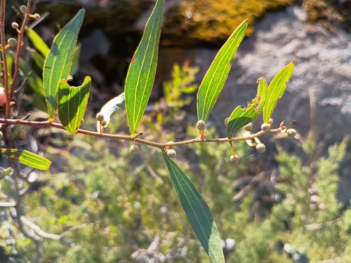 Acacia verniciflua (Acacia verniciflua)