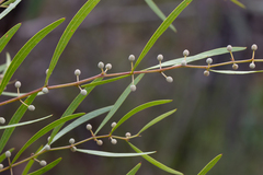 Acacia verniciflua (Acacia verniciflua)