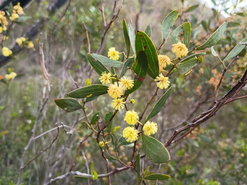 Acacia verniciflua (Acacia verniciflua)