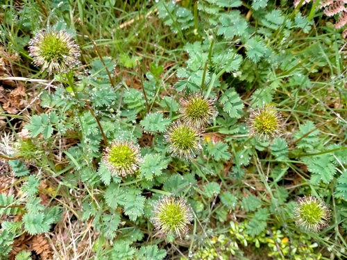 Acaena minor (Acaena minor)
