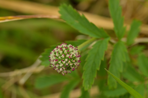 Acaena minor (Acaena minor)