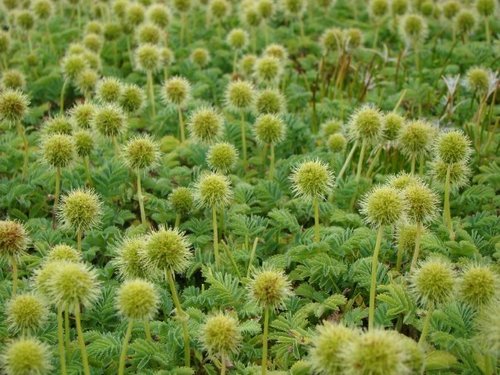Acaena minor (Acaena minor)