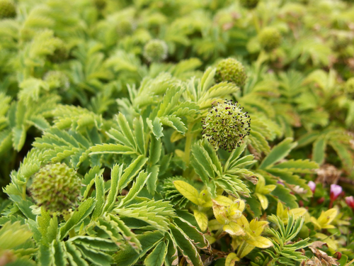 Acaena minor (Acaena minor)