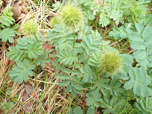 Acaena minor (Acaena minor)
