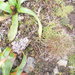 Acaena minor (Acaena minor)